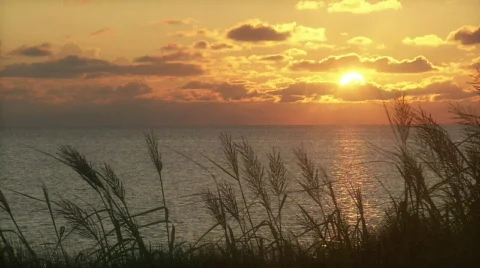 Beach Grass HD 스톡 동영상 334828