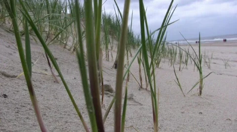 Beach grass little bug Video stock 705383