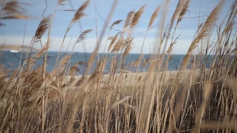 Beach Grass of Montauk in the Wind Stock Footage