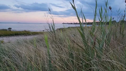 Beach Grass Moving in the Wind at Sunset Stock Footage 220527516