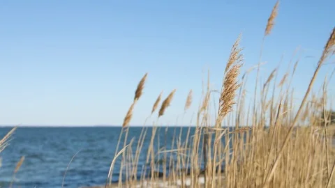 Beach grass over the ocean during a day in summer Stock Footage 76591770