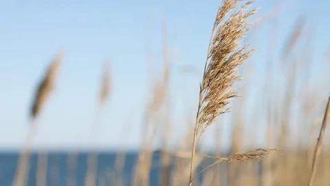 Beach grass over the ocean during a day in summer Stock Footage 76591771