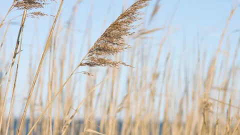 Beach grass over the ocean during a day in summer Video stock 76591808