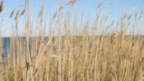 Beach grass over the ocean during a day in summer Stock Footage 76591819