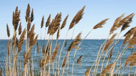 Beach grass over the ocean during a day in summer Stock Footage 76591853