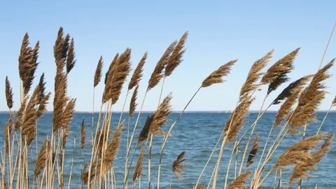 Beach grass over the ocean during a day in summer Stock Footage 76591888