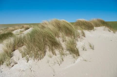 Beach grass Stock Photos