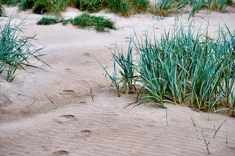 Beach Grass 库存照片