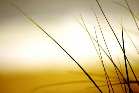 Beach Grass Stock Photos