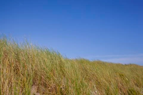 Beach grass Stock Photos