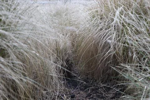 Beach grass Stock Photos