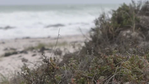 BEACH GRASS RACK FOCUS Stock Footage 87227657