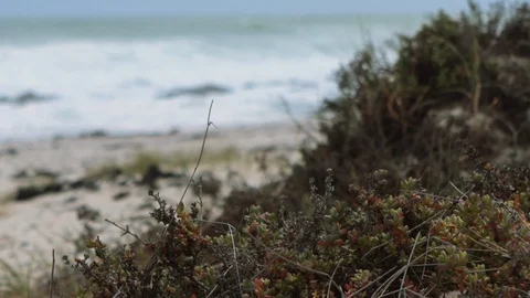 BEACH GRASS RACK FOCUS GRADED Stock Footage 87460375