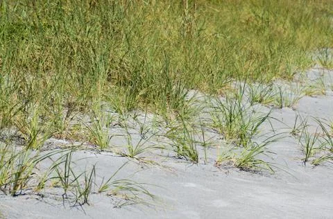 Beach grass on a sand dune Stock Photos