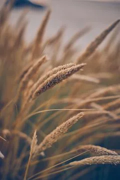 Beach Grass with shallow depth of field Stock Photos
