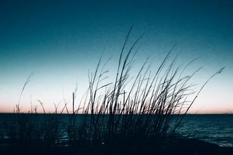 Beach grass silhouette Stock Photos