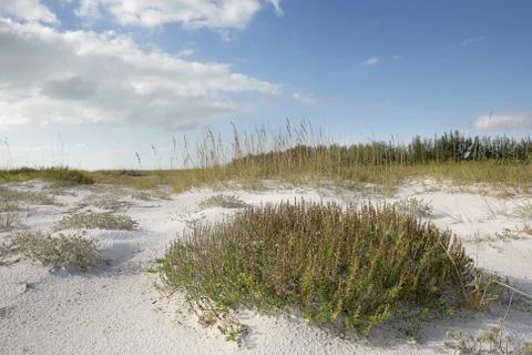 Beach Grass &amp; Sky Stock Photos