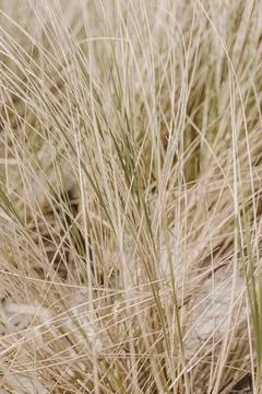 Beach grass. Straw pattern texture Stock Photos