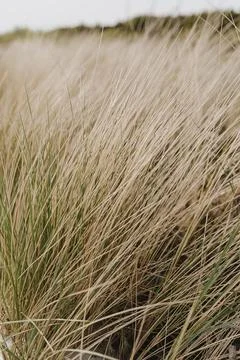 Beach grass. Straw pattern texture Stock Photos