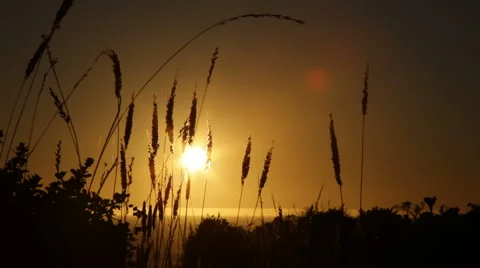 Beach grass at sunset Stock Footage 3476652