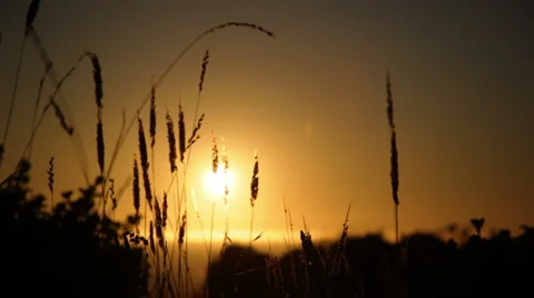 Beach grass at sunset Stock Footage 3476674