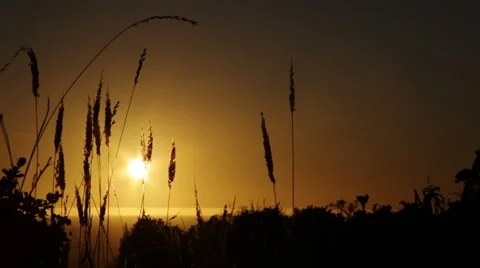 Beach grass at sunset Stock Footage 3476726