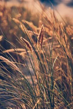 Beach Grass in sunset light at the beach Stock Photos
