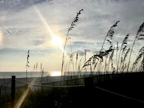 Beach grass at sunset Stock Photos