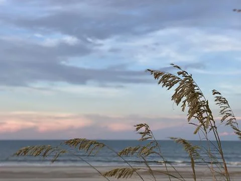 Beach grass at sunset Stock Photos