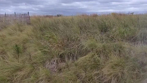 Beach grass swaying in the wind on a cloudy, overcast day.(1) 動画素材 163240794