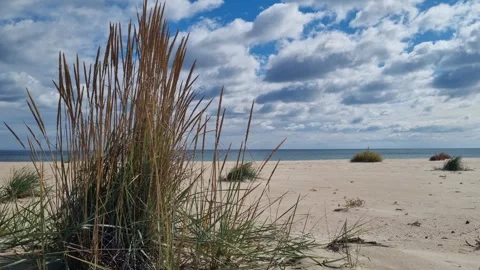 Beach Grass Swaying in Wind under Blue Sky with Clouds 4K Stock Footage 319008921