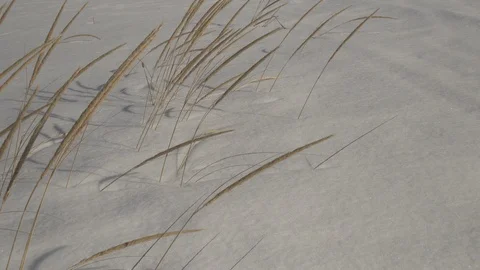 Beach grass through snow 스톡 동영상 100138052