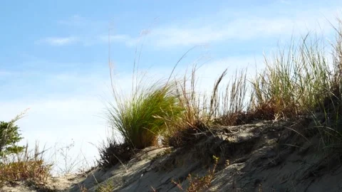 Beach grass on top of dune with blue skies in background slow motion Stock Footage 163486022