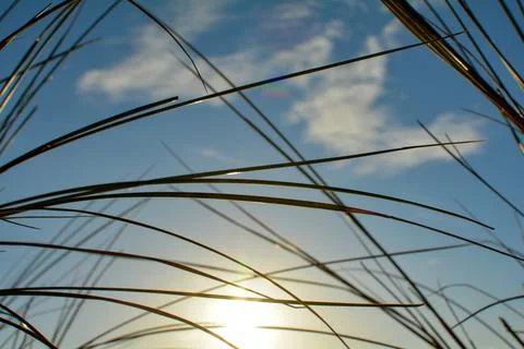 Beach grass under a blue sky with sun Stock Photos