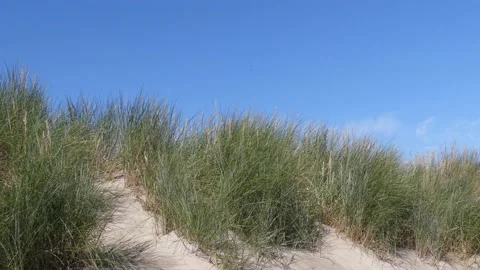 Beach grass with white sand in summer - blue sky in the background Stock Footage 138619719