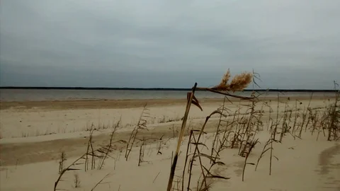 Beach grass on the wind close up scene Stock Footage 125612394