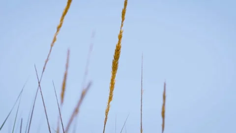 Beach grass in wind 動画素材 277423026