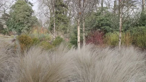 Beach Grass in Winter Garden Vídeo Stock 229895511