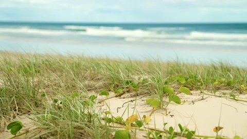 BEACH GRASSES AND PLANTS 스톡 동영상 169207610