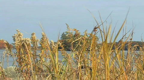 Beach grasses blowing in the wind Stock Footage 759311