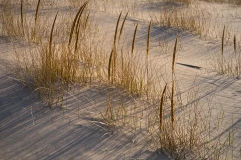 Beach Grasses Foto stock