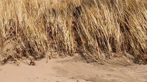 Beach Grasses in Wind Stock Footage 48899958