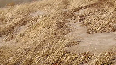 Beach Grasses in Wind Video stock 48905057
