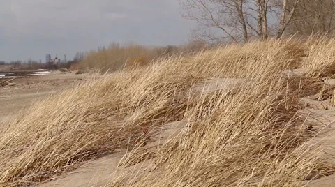 Beach Grasses in Wind Stock Footage 48908065
