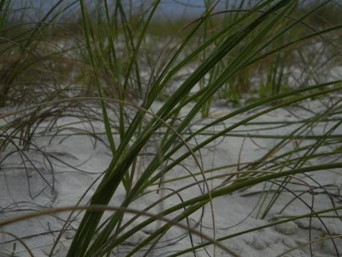 Beach Grass(Florida) Foto stock