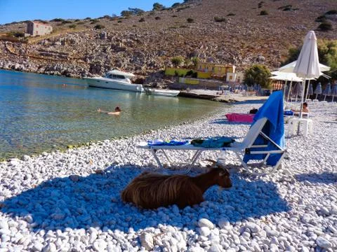 A beach in greece with a goat Stock Photos