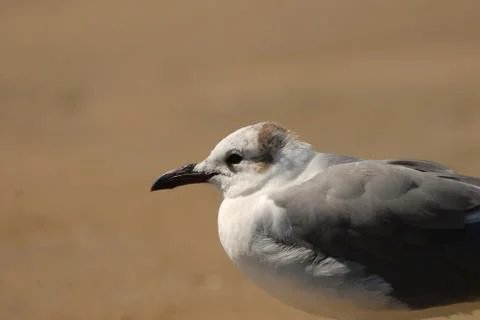 Beach Gull Stock Photos