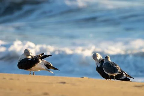 Beach Gulls Foto stock