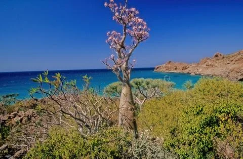 Beach of Hadibu Stock Photos