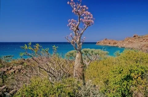 Beach of Hadibu Stock Photos